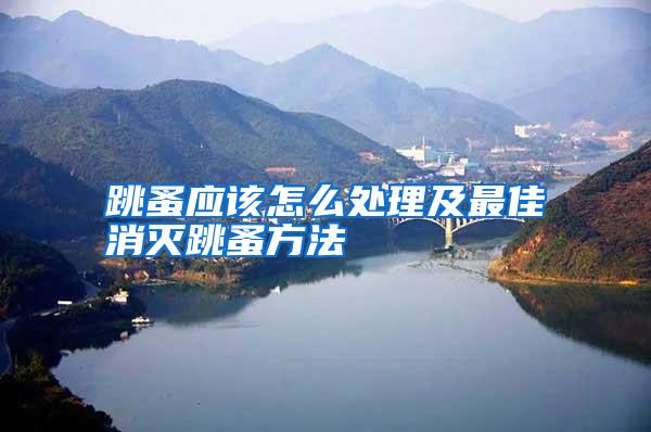 跳蚤應該怎么處理及最佳消滅跳蚤方法