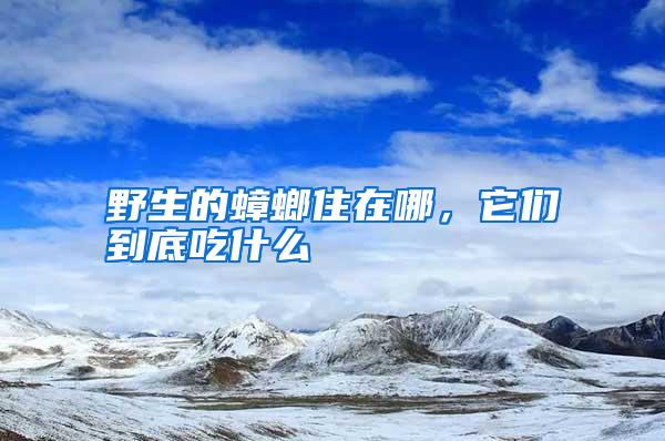 野生的蟑螂住在哪,它們到底吃什么