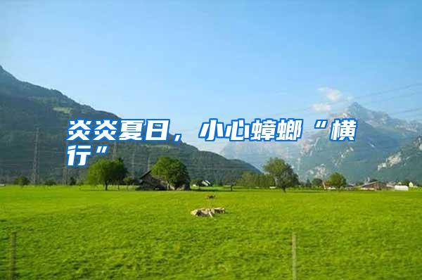 炎炎夏日,小心蟑螂“橫行”