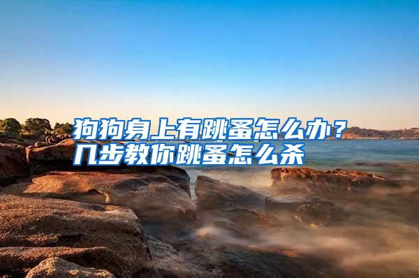 狗狗身上有跳蚤怎么辦?幾步教你跳蚤怎么殺