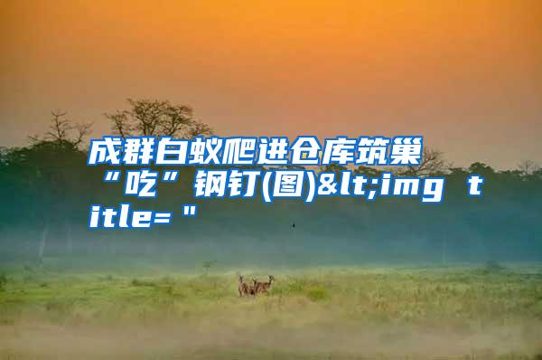 成群白蟻爬進倉庫筑巢“吃”鋼釘(圖)<img title="