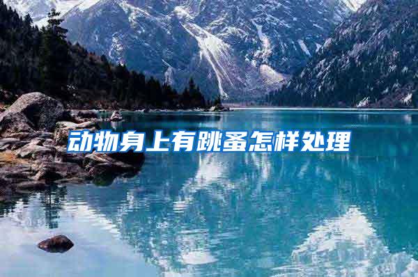 動物身上有跳蚤怎樣處理