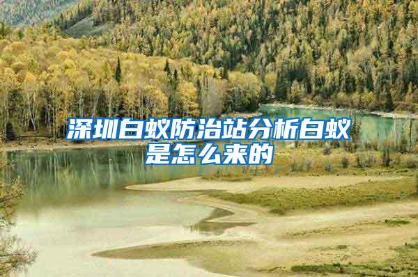 深圳白蟻防治站分析白蟻是怎么來的