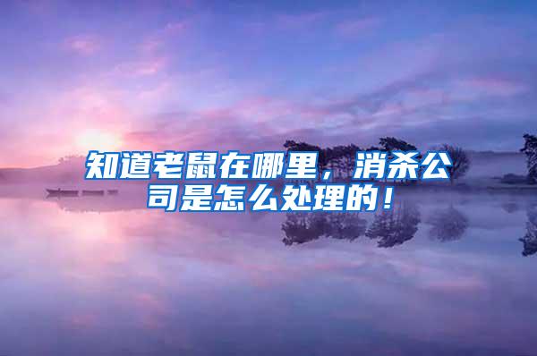 知道老鼠在哪里，消殺公司是怎么處理的！