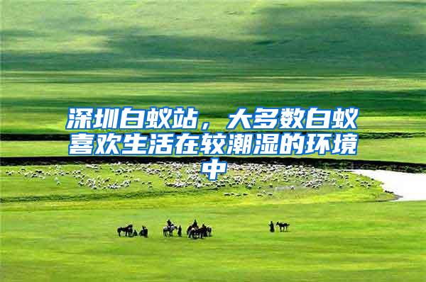 深圳白蟻站，大多數(shù)白蟻喜歡生活在較潮濕的環(huán)境中