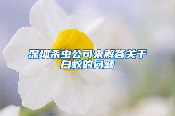深圳殺蟲(chóng)公司來(lái)解答關(guān)于白蟻的問(wèn)題