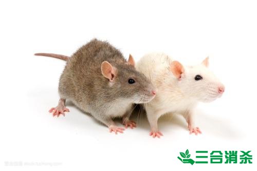 如何消滅老鼠,滅除老鼠最佳方法 家里有老鼠怎么辦,消滅老鼠公司