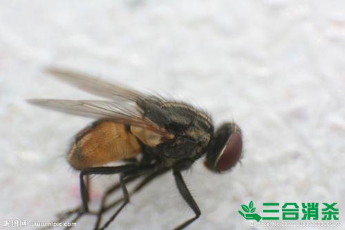 滅蒼蠅方法,蒼蠅防治 蒼蠅防治方法,滅蒼蠅公司